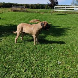 Mastiff All Grown Up from Great Lakes Mastiffs
