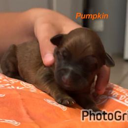 Pumpkin - Wheaten female Soft Coated Wheaten Terrier puppy in Gladewater, Texas from Felicias Swheaties