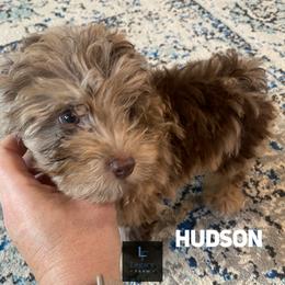 Hudson - Red merle male Aussiedoodle puppy in Knoxville, Tennessee from Legacy Farm