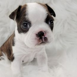 Boston Terrier Puppies from Our Gang Bostons