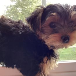 Yorkshire Terriers from Jeanne's Yorkshire Terriers