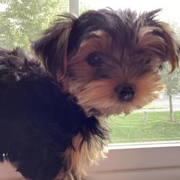 Yorkshire Terriers from Jeanne's Yorkshire Terriers