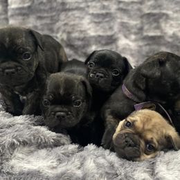 French Bulldogs from Mary's French Bulldogs