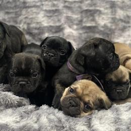 French Bulldogs from Mary's French Bulldogs