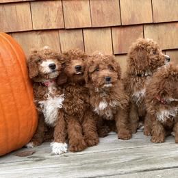 Goldendoodle Puppies from Woodland Acres