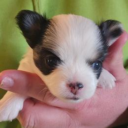 Louis - Black and white male Chihuahua puppy in Amity, Pennsylvania from Baxters Chihuahuas