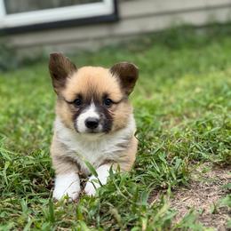 Hunter - Sable male Pembroke Welsh Corgi puppy in Axtell, Nebraska from Lost Creek Corgis