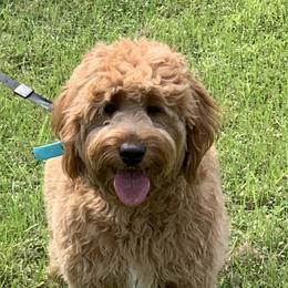 Goldendoodles and Poodles from My perfect doodle