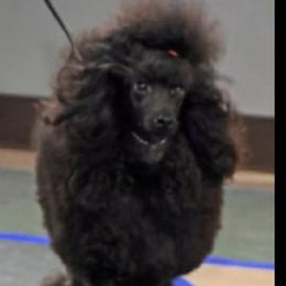 Karma - Poodle