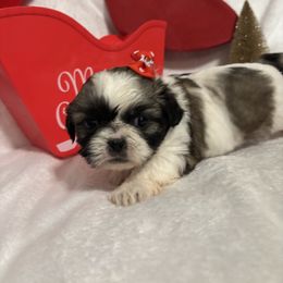 Trixie - Black and white female Shih Tzu puppy in Ocala, Florida from Yorkie  And Shih Tzu Love