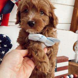 Rocky - Red male Cavapoo puppy in Mesa, Arizona from Pedersendoodles