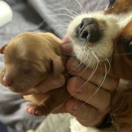 Cavalier King Charles Spaniel All Grown Up from Cutie Pie Cavaliers