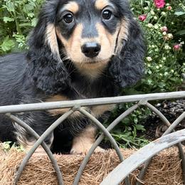 Black and Cream - Black and cream male Dachshund puppy in Hudson, North Carolina from Foothills Precious Paws