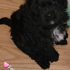 Cavapoo Puppies from Joseph G Harrison