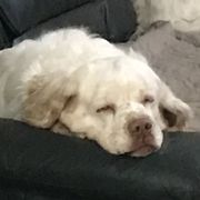 Clumber Spaniels from Lake Desire Clumber Spaniels