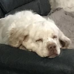 Clumber Spaniels from Lake Desire Clumber Spaniels