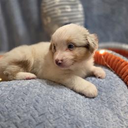 Gray Collar-Millie - Red merle female Miniature American Shepherd puppy in Statesboro, Georgia from Azure Miniature American Shepherds