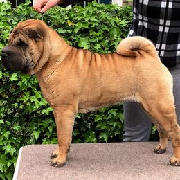 Chinese Shar-Pei All Grown Up from Dee Dee Wells's Chinese Shar-Pei