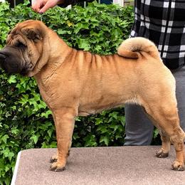 Chinese Shar-Pei All Grown Up from Dee Dee Wells's Chinese Shar-Pei