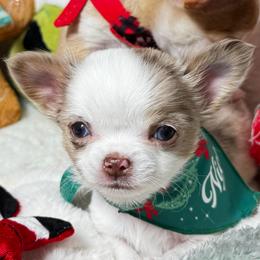 Merlin - Merle male Chihuahua puppy in Colorado from American Dream Chihuahua’s