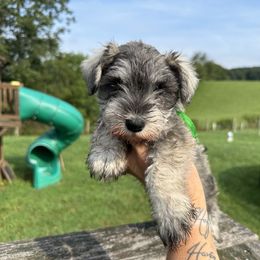 Maybes Green Ribbon Boy - Salt and pepper male Miniature Schnauzer puppy in Floyd, Virginia from Little River Puppies