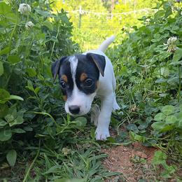 Chi Cha - Tri-color female Jack Russell Terrier puppy in Clarkesville, Georgia from Bagg End Jack Russell Terriers