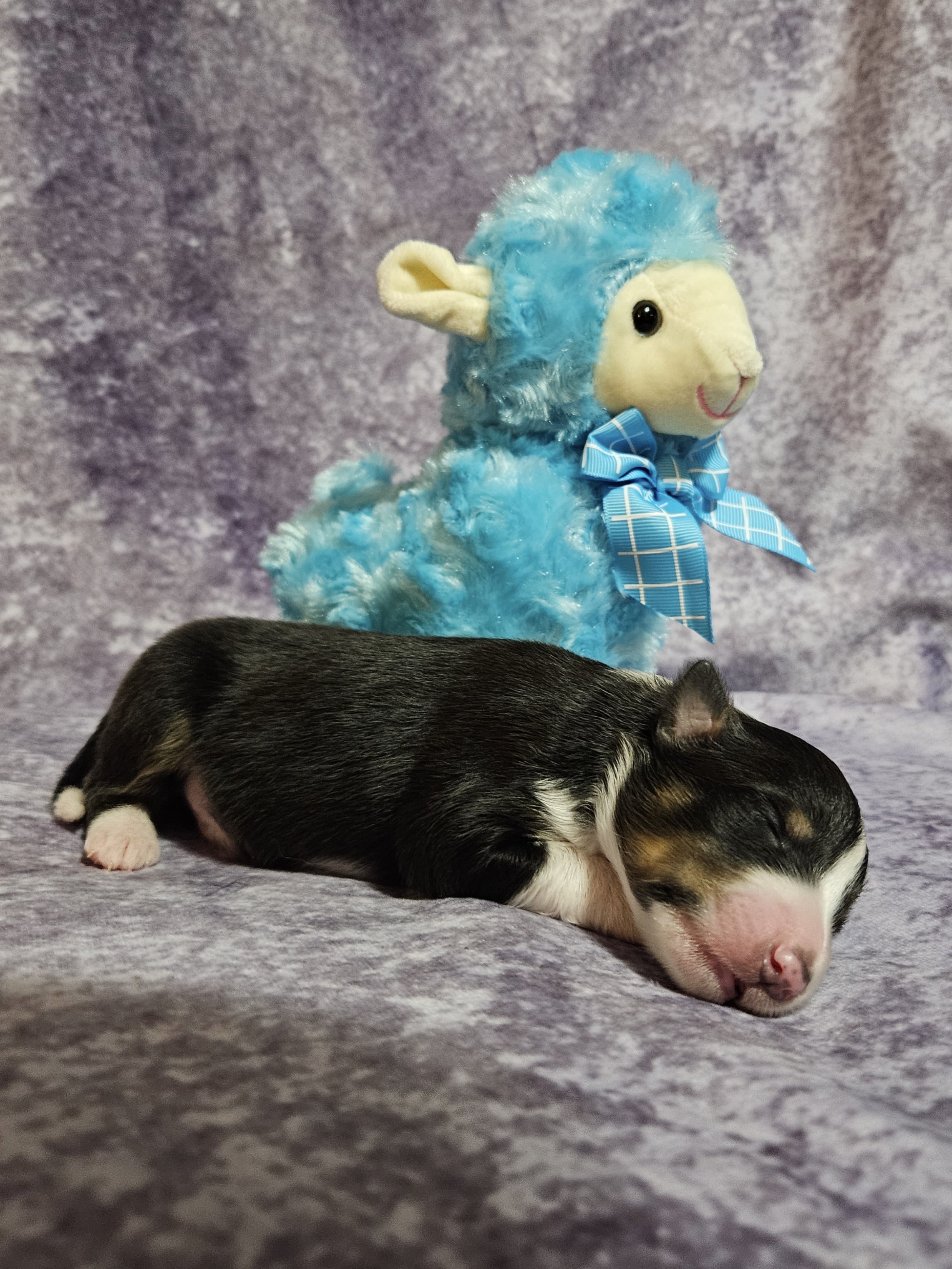 Shetland Sheepdog Puppies from Henotic Homestead's Shetland Sheepdogs
