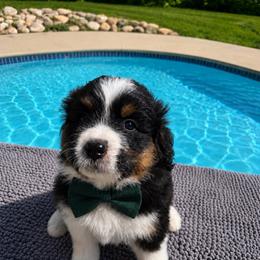 Biz - male Australian Mountain Doodle puppy in Batavia, Ohio from Donciedoodlesohio.com
