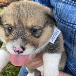 Pembroke Welsh Corgi Puppies from Red Wagon Farm