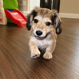 Knox (white) - Black and cream male Dachshund puppy in Crandall, Texas from The Weenie Hut LLC