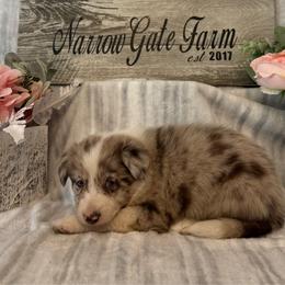 Mia - White and red merle female Border Collie puppy in Moody, Texas from Narrow Gate Farm