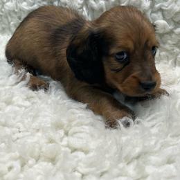 Max - Wild boar male Dachshund puppy in Council Hill, Oklahoma from Rocky Springs Ranch