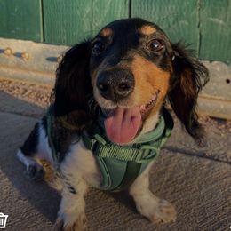 Ryder - Dachshund