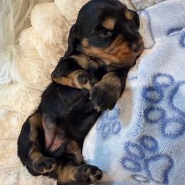 Akc Dory - Black and tan female Dachshund puppy in Erie, Michigan from Champagne’s Grinch Toe’d Dachshunds