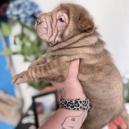 Metallica - Brown female Chinese Shar-Pei puppy in Lehigh Acres, Florida from Florida Wrinkles