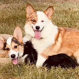 Pembroke Welsh Corgi Puppies from Boehm’s Pembroke corgis