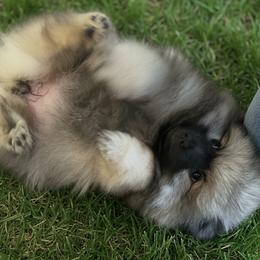 Keeshond puppies from Mary Schooner