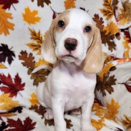 Tim - Lemon and white male Beagle puppy in Bois D Arc, Missouri from Country Home Pets and Farm