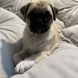 Pug Puppies from Pugs Puppies 🐶