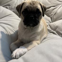 Pug Puppies from Pugs Puppies 🐶