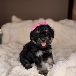 Jasmine - Tri-color female Bernedoodle puppy in Sweetwater, Florida from Sandy Snout Doodles