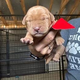 Red - Yellow male Labrador Retriever puppy in Newton Grove, North Carolina from Wayalife Labradors & Gsp’s