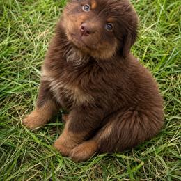 Zion - Red tri male Miniature Australian Shepherd puppy in Macomb, Missouri from Show Me MO Aussies