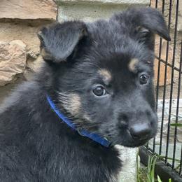 Boy 1 - Black and red male German Shepherd puppy in Rolesville, North Carolina from Ransomshire Shepherds
