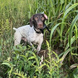 Archer - German Shorthaired Pointer