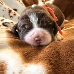Orange Boy - Liver white and tan male English Springer Spaniel puppy in Cleburne, Texas from Powers English Springer Spaniels