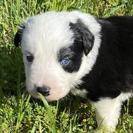 Border Collies from Herd That Farms
