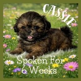 Cassie - Gold female Shih Tzu puppy in Hayden, Idaho from Phoenix Shih Tzu