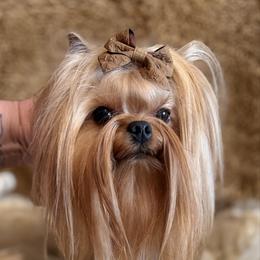 🥝 Kiwiano reeves 🥝 - Yorkshire Terrier