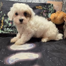 Patch - White male Havanese puppy in Deer Park, Washington from Mt. Top Havanese